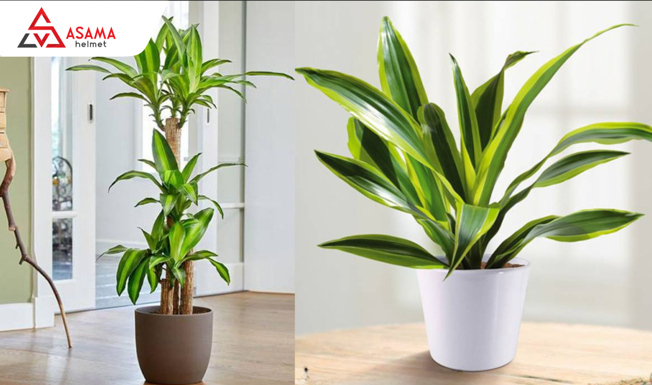 Cây xanh phong thủy mang đến may mắn cho gia chủ