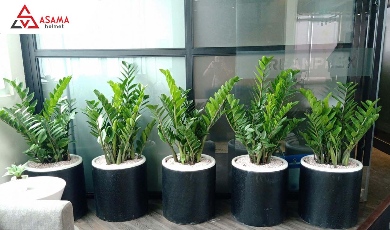 Cây kim tiền qua tặng khai trương spa